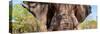 Awesome South Africa Collection Panoramic - Close-Up of Elephant-Philippe Hugonnard-Stretched Canvas