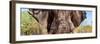 Awesome South Africa Collection Panoramic - Close-Up of Elephant-Philippe Hugonnard-Framed Photographic Print