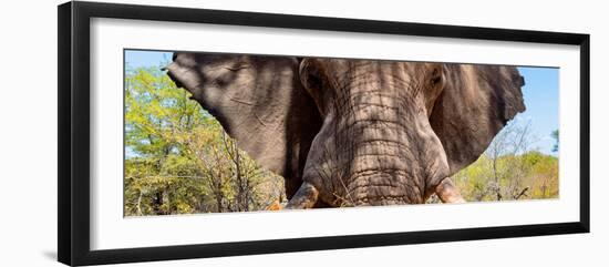 Awesome South Africa Collection Panoramic - Close-Up of Elephant-Philippe Hugonnard-Framed Photographic Print