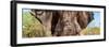 Awesome South Africa Collection Panoramic - Close-Up of Elephant-Philippe Hugonnard-Framed Photographic Print