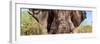 Awesome South Africa Collection Panoramic - Close-Up of Elephant-Philippe Hugonnard-Framed Photographic Print