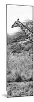 Awesome South Africa Collection Panoramic - Close-Up of Giraffe B&W-Philippe Hugonnard-Mounted Photographic Print