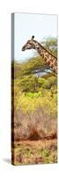 Awesome South Africa Collection Panoramic - Close-Up of Giraffe-Philippe Hugonnard-Stretched Canvas