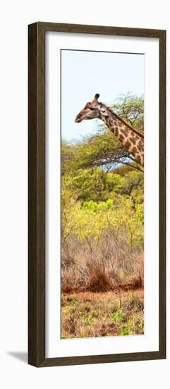 Awesome South Africa Collection Panoramic - Close-Up of Giraffe-Philippe Hugonnard-Framed Photographic Print
