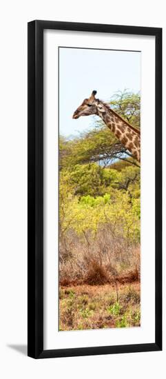 Awesome South Africa Collection Panoramic - Close-Up of Giraffe-Philippe Hugonnard-Framed Photographic Print