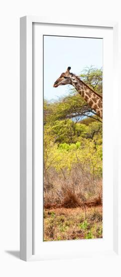 Awesome South Africa Collection Panoramic - Close-Up of Giraffe-Philippe Hugonnard-Framed Photographic Print