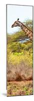 Awesome South Africa Collection Panoramic - Close-Up of Giraffe-Philippe Hugonnard-Mounted Photographic Print