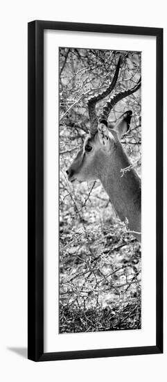 Awesome South Africa Collection Panoramic - Close-Up of Impala B&W-Philippe Hugonnard-Framed Photographic Print