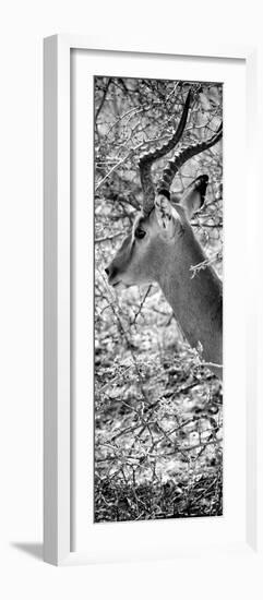 Awesome South Africa Collection Panoramic - Close-Up of Impala B&W-Philippe Hugonnard-Framed Photographic Print