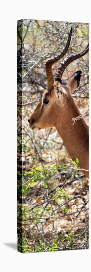 Awesome South Africa Collection Panoramic - Close-Up of Impala-Philippe Hugonnard-Stretched Canvas