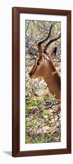 Awesome South Africa Collection Panoramic - Close-Up of Impala-Philippe Hugonnard-Framed Photographic Print