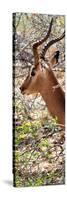 Awesome South Africa Collection Panoramic - Close-Up of Impala-Philippe Hugonnard-Stretched Canvas