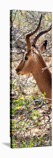 Awesome South Africa Collection Panoramic - Close-Up of Impala-Philippe Hugonnard-Stretched Canvas