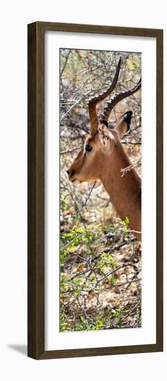 Awesome South Africa Collection Panoramic - Close-Up of Impala-Philippe Hugonnard-Framed Photographic Print