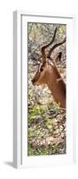 Awesome South Africa Collection Panoramic - Close-Up of Impala-Philippe Hugonnard-Framed Photographic Print