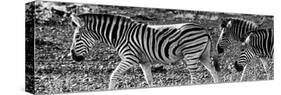 Awesome South Africa Collection Panoramic - Close-Up of Three Zebra B&W-Philippe Hugonnard-Stretched Canvas