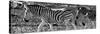 Awesome South Africa Collection Panoramic - Close-Up of Three Zebra B&W-Philippe Hugonnard-Stretched Canvas