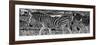 Awesome South Africa Collection Panoramic - Close-Up of Three Zebra B&W-Philippe Hugonnard-Framed Photographic Print