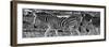 Awesome South Africa Collection Panoramic - Close-Up of Three Zebra B&W-Philippe Hugonnard-Framed Photographic Print