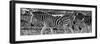 Awesome South Africa Collection Panoramic - Close-Up of Three Zebra B&W-Philippe Hugonnard-Framed Photographic Print
