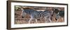 Awesome South Africa Collection Panoramic - Close-Up of Three Zebra-Philippe Hugonnard-Framed Photographic Print