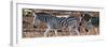 Awesome South Africa Collection Panoramic - Close-Up of Three Zebra-Philippe Hugonnard-Framed Photographic Print
