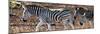 Awesome South Africa Collection Panoramic - Close-Up of Three Zebra-Philippe Hugonnard-Mounted Photographic Print