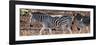 Awesome South Africa Collection Panoramic - Close-Up of Three Zebra-Philippe Hugonnard-Framed Photographic Print