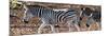 Awesome South Africa Collection Panoramic - Close-Up of Three Zebra-Philippe Hugonnard-Mounted Photographic Print