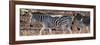 Awesome South Africa Collection Panoramic - Close-Up of Three Zebra-Philippe Hugonnard-Framed Photographic Print