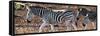 Awesome South Africa Collection Panoramic - Close-Up of Three Zebra-Philippe Hugonnard-Framed Stretched Canvas