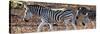 Awesome South Africa Collection Panoramic - Close-Up of Three Zebra-Philippe Hugonnard-Stretched Canvas