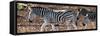 Awesome South Africa Collection Panoramic - Close-Up of Three Zebra-Philippe Hugonnard-Framed Stretched Canvas