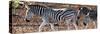 Awesome South Africa Collection Panoramic - Close-Up of Three Zebra-Philippe Hugonnard-Stretched Canvas