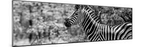 Awesome South Africa Collection Panoramic - Close-Up of Zebra B&W-Philippe Hugonnard-Mounted Photographic Print