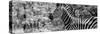 Awesome South Africa Collection Panoramic - Close-Up of Zebra B&W-Philippe Hugonnard-Stretched Canvas