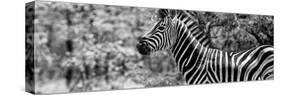 Awesome South Africa Collection Panoramic - Close-Up of Zebra B&W-Philippe Hugonnard-Stretched Canvas