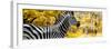 Awesome South Africa Collection Panoramic - Close-Up of Zebra with Yellow Savanna-Philippe Hugonnard-Framed Photographic Print