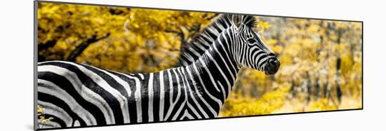 Awesome South Africa Collection Panoramic - Close-Up of Zebra with Yellow Savanna-Philippe Hugonnard-Mounted Photographic Print