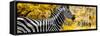 Awesome South Africa Collection Panoramic - Close-Up of Zebra with Yellow Savanna-Philippe Hugonnard-Framed Stretched Canvas