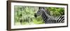 Awesome South Africa Collection Panoramic - Close-Up of Zebra-Philippe Hugonnard-Framed Photographic Print