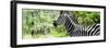 Awesome South Africa Collection Panoramic - Close-Up of Zebra-Philippe Hugonnard-Framed Photographic Print