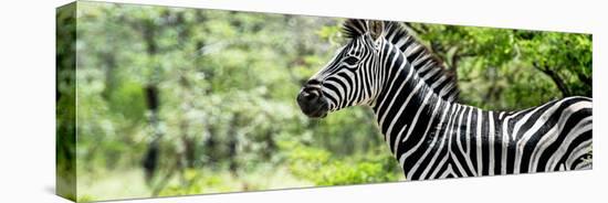 Awesome South Africa Collection Panoramic - Close-Up of Zebra-Philippe Hugonnard-Stretched Canvas