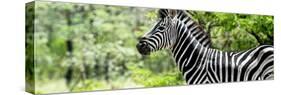 Awesome South Africa Collection Panoramic - Close-Up of Zebra-Philippe Hugonnard-Stretched Canvas