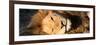 Awesome South Africa Collection Panoramic - Close-Up Portrait of a sleeping Lion-Philippe Hugonnard-Framed Photographic Print