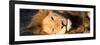 Awesome South Africa Collection Panoramic - Close-Up Portrait of a sleeping Lion-Philippe Hugonnard-Framed Photographic Print