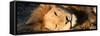 Awesome South Africa Collection Panoramic - Close-Up Portrait of a sleeping Lion-Philippe Hugonnard-Framed Stretched Canvas