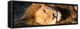 Awesome South Africa Collection Panoramic - Close-Up Portrait of a sleeping Lion-Philippe Hugonnard-Framed Stretched Canvas