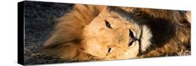Awesome South Africa Collection Panoramic - Close-Up Portrait of a sleeping Lion-Philippe Hugonnard-Stretched Canvas
