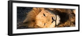 Awesome South Africa Collection Panoramic - Close-Up Portrait of a sleeping Lion-Philippe Hugonnard-Framed Photographic Print